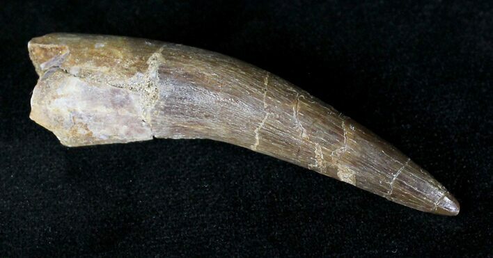 Large Fossil Plesiosaur Tooth #20155